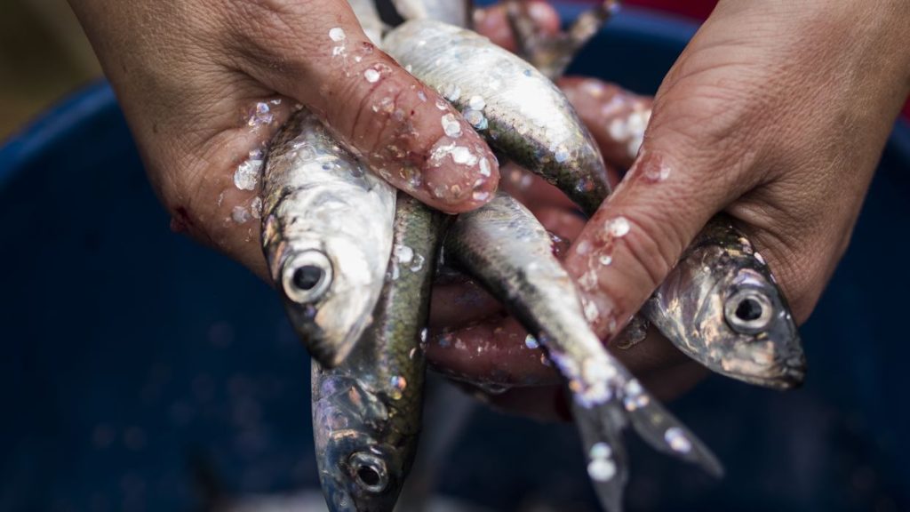 Anchoveta Project